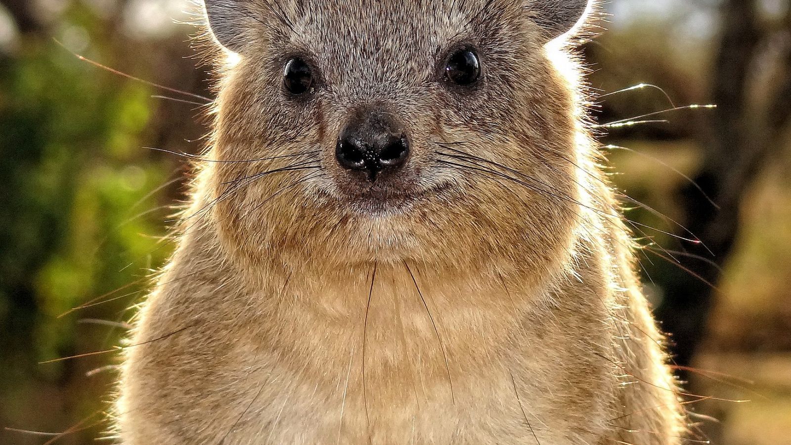 Rabbits, fish and mice, but no rock hyrax