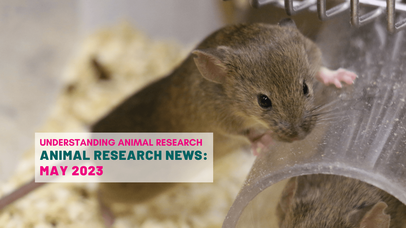 Animal research news: May 2023