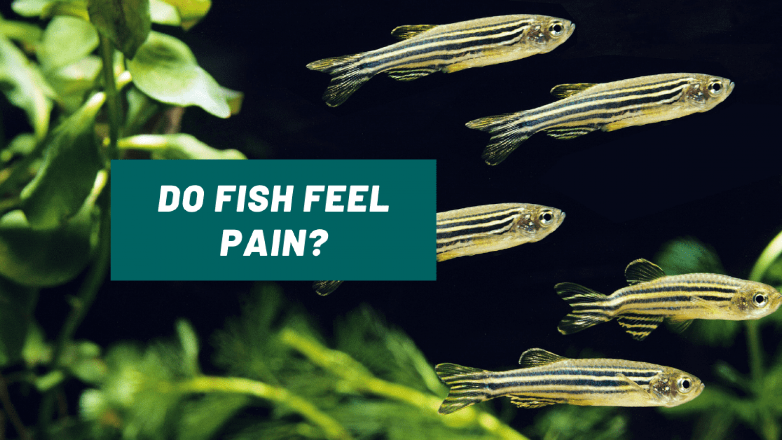 Do fish feel pain?