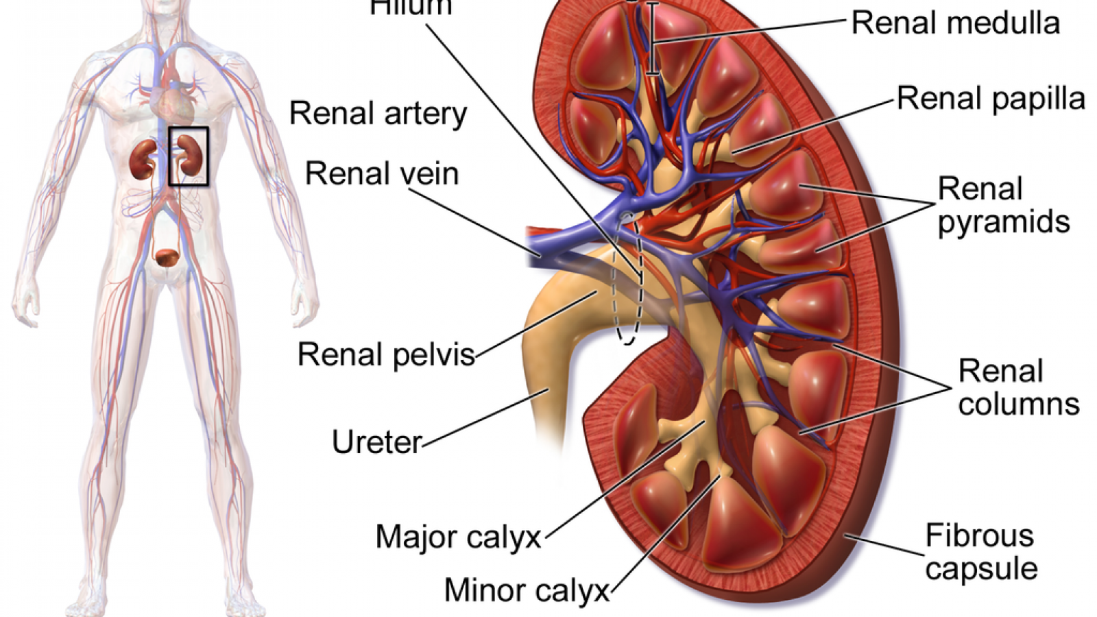 Organ rejection