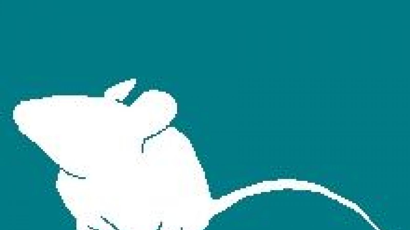 Mouse 10 facts