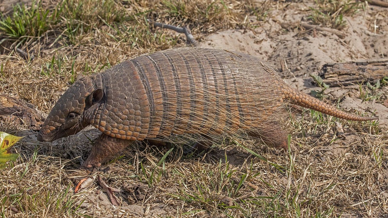 Armadillo