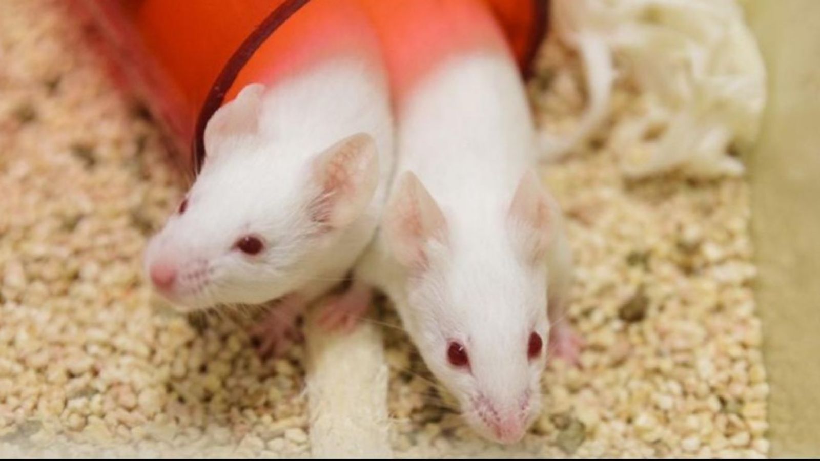 Supporting Those who Care for Research Animals