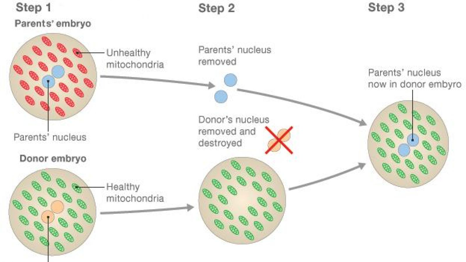 3-Person IVF and the monkeys that made it possible