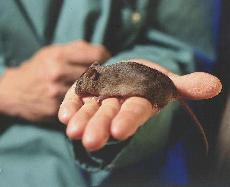 Brown GM mouse on hand