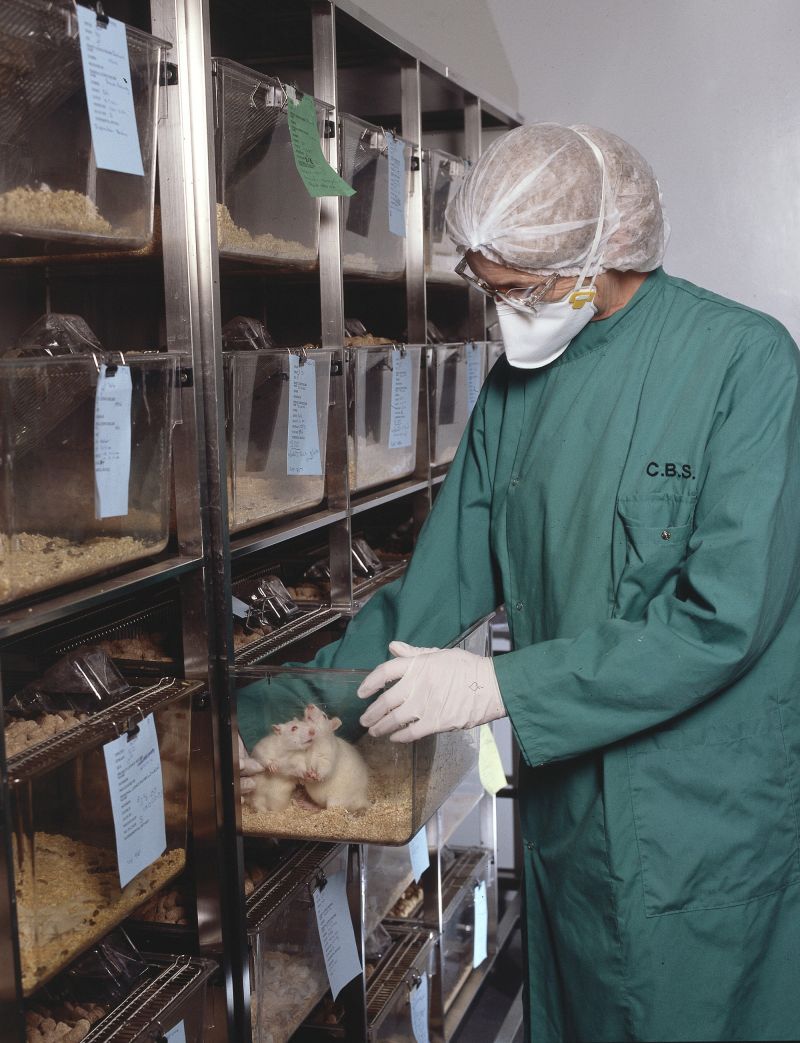 Technician removes rat cage from rack