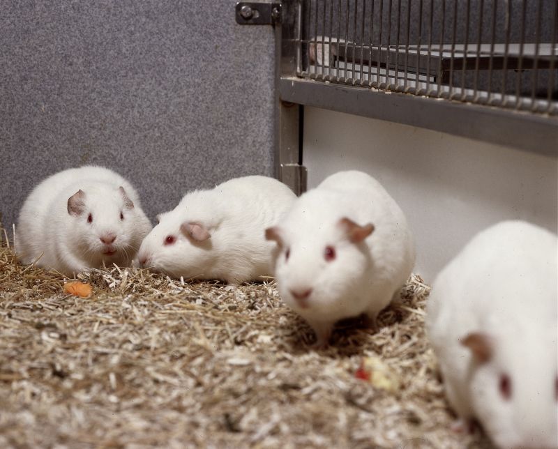 Four guinea pigs