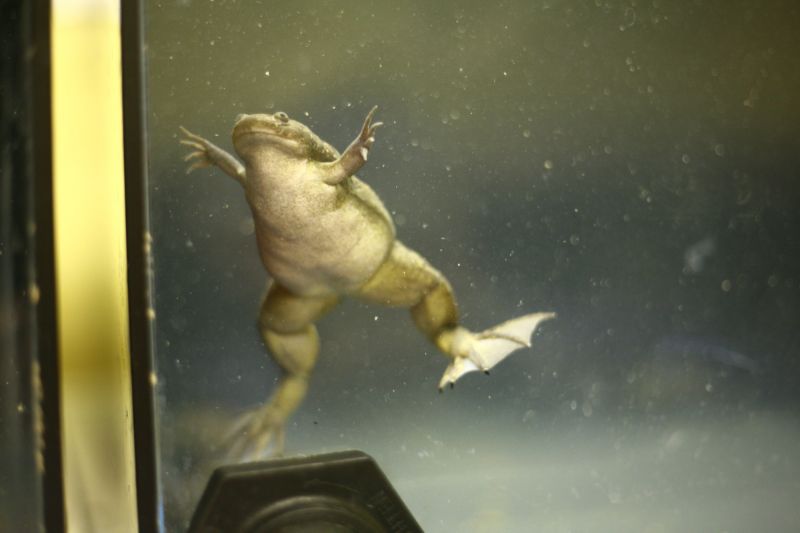 Xenopus swimming