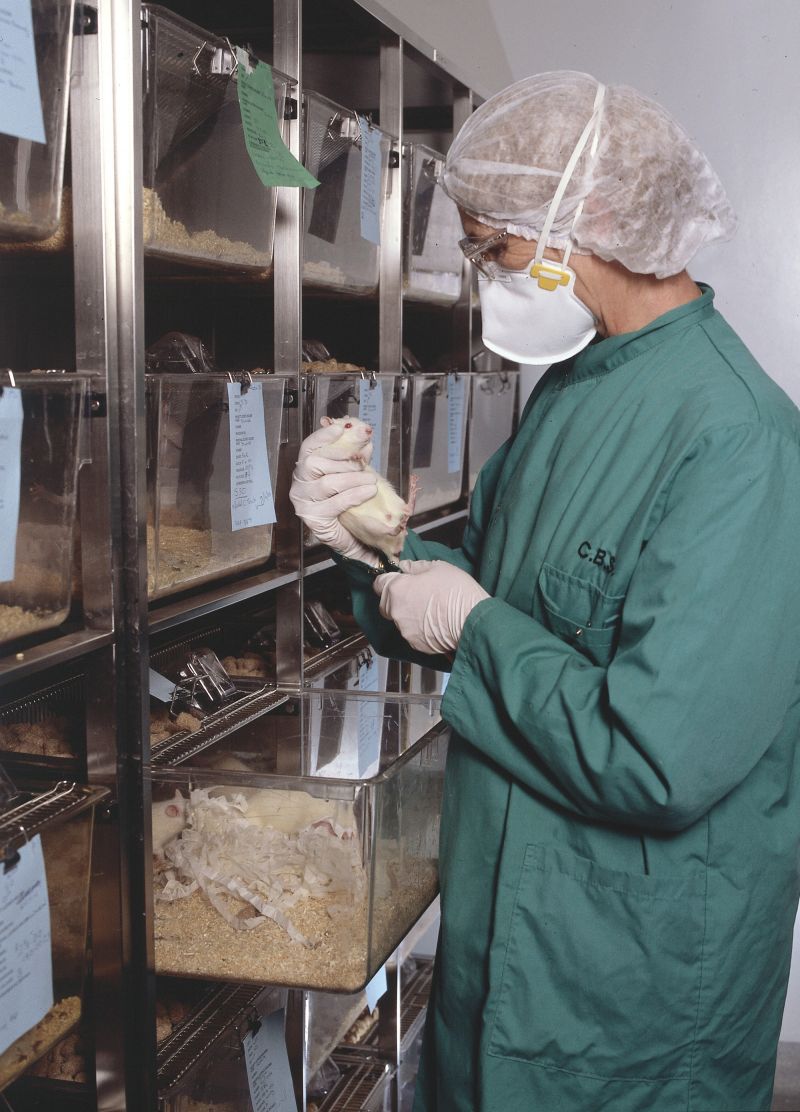 Technician examines white rat