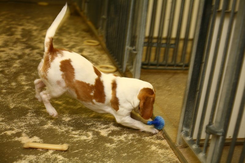 Beagle pounces on toy