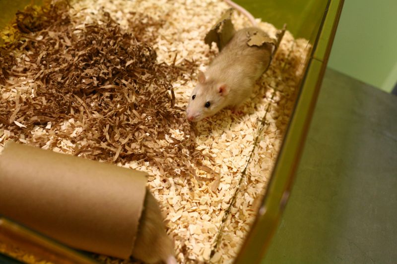 Cinnamon rat looks up