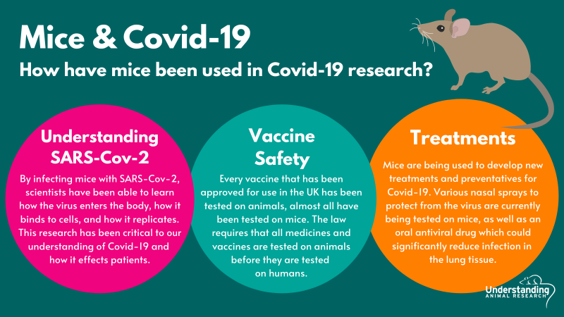 Mice in Covid-19 research