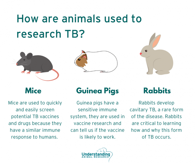 TB in animals and humans