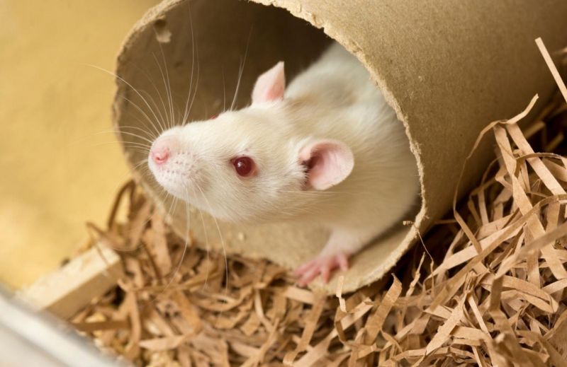 Rat in tube