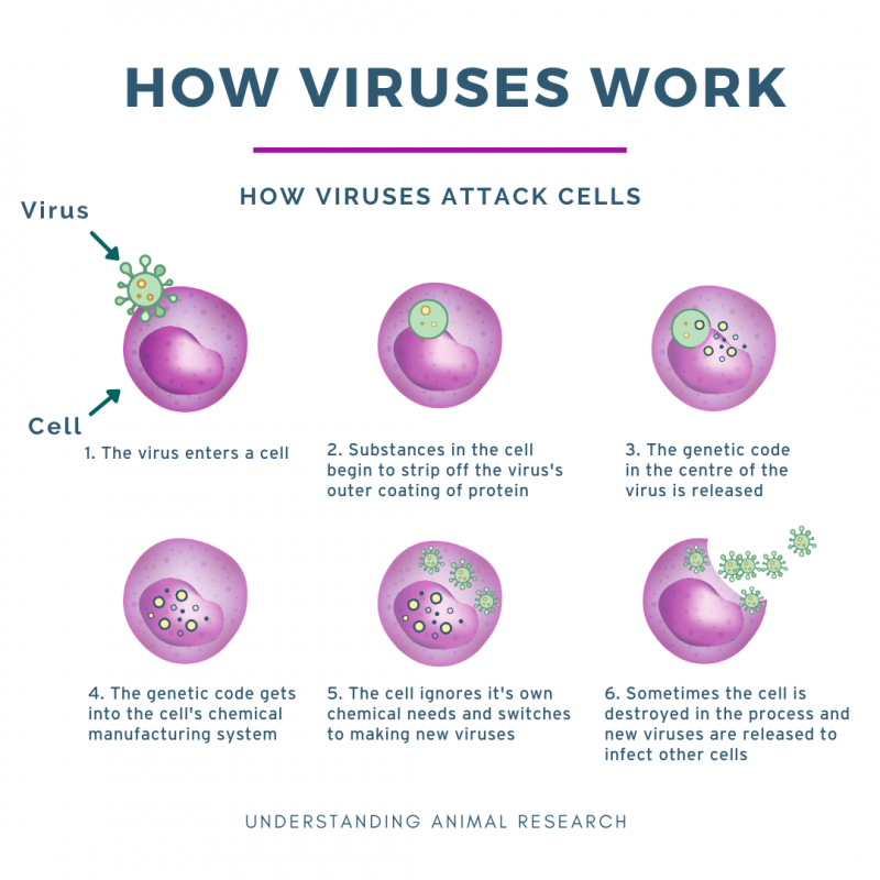 How viruses work