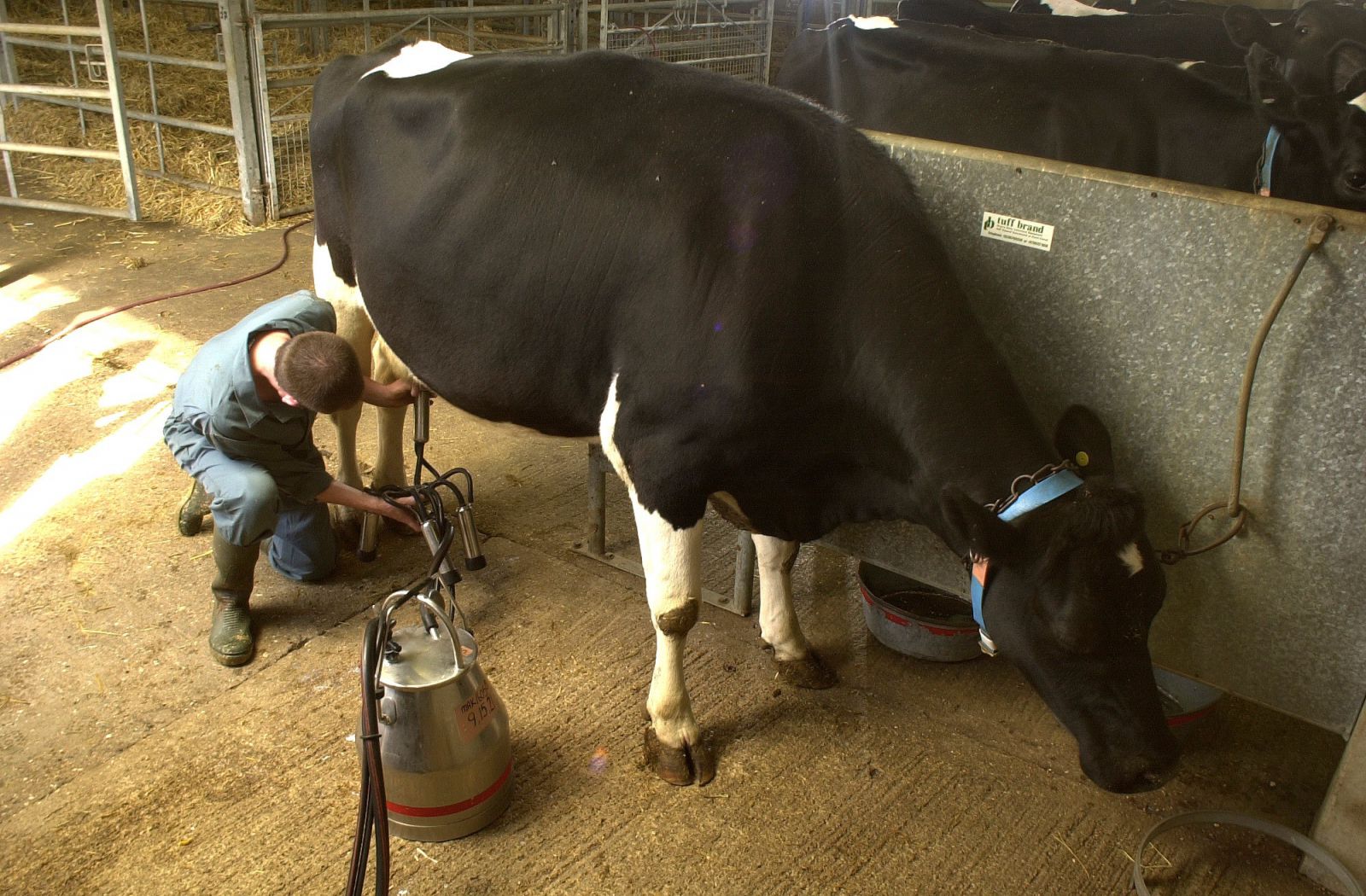 Cow being milked