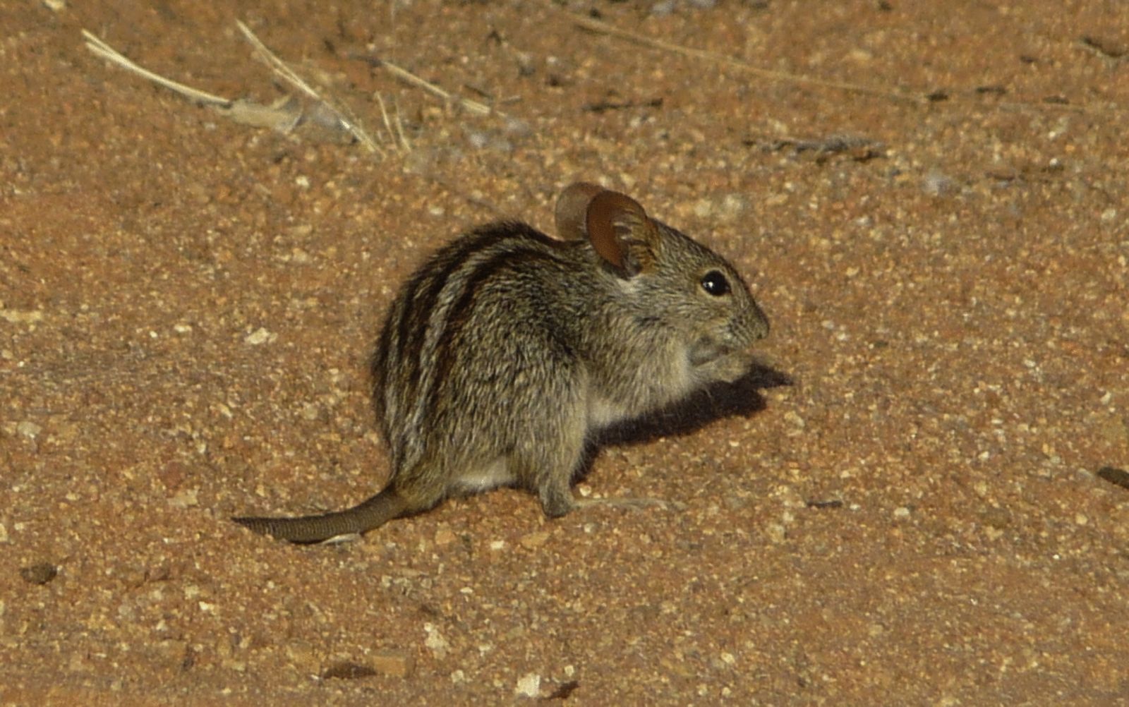 African striped mouse