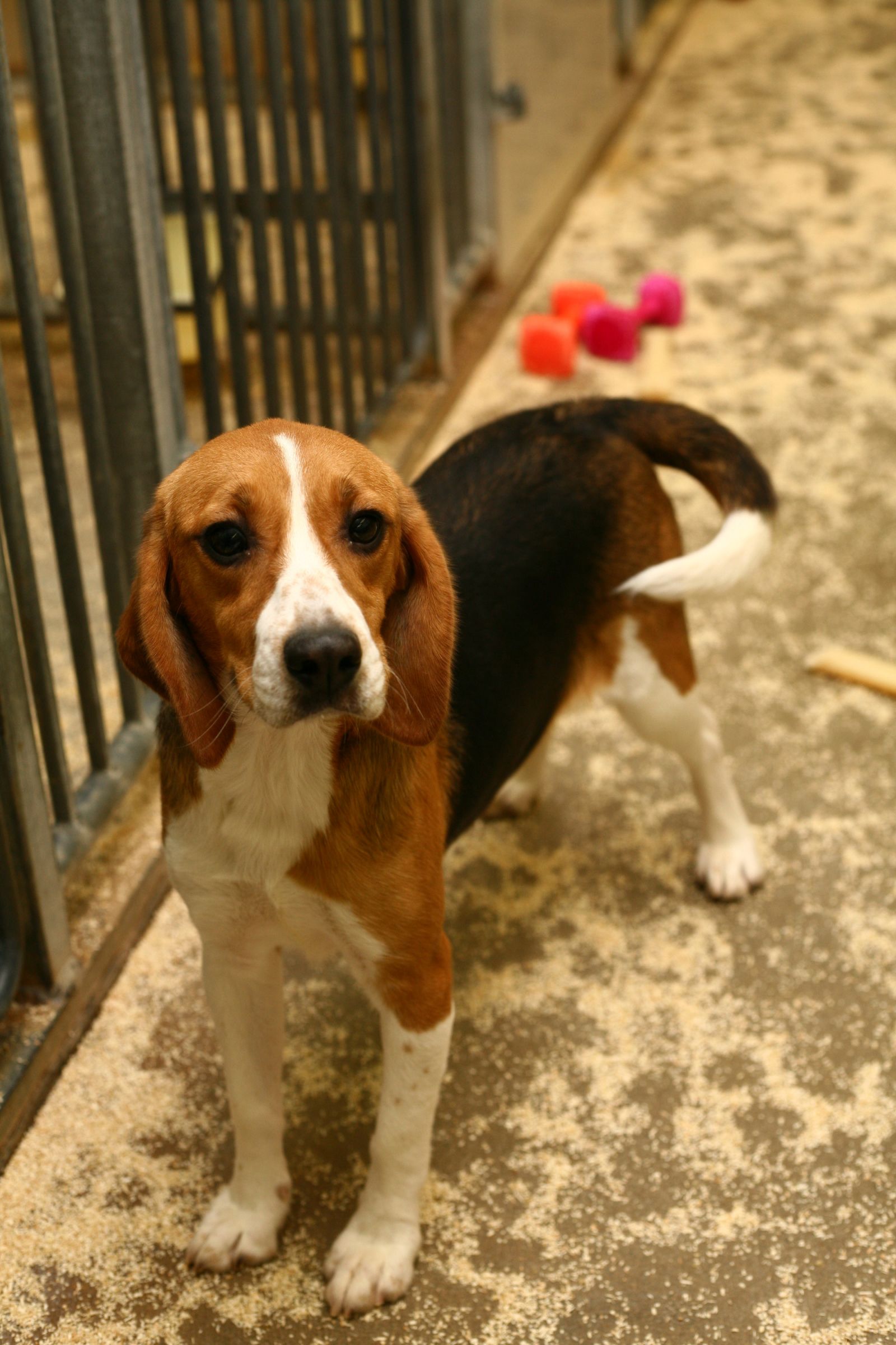 Beagle looking into camera