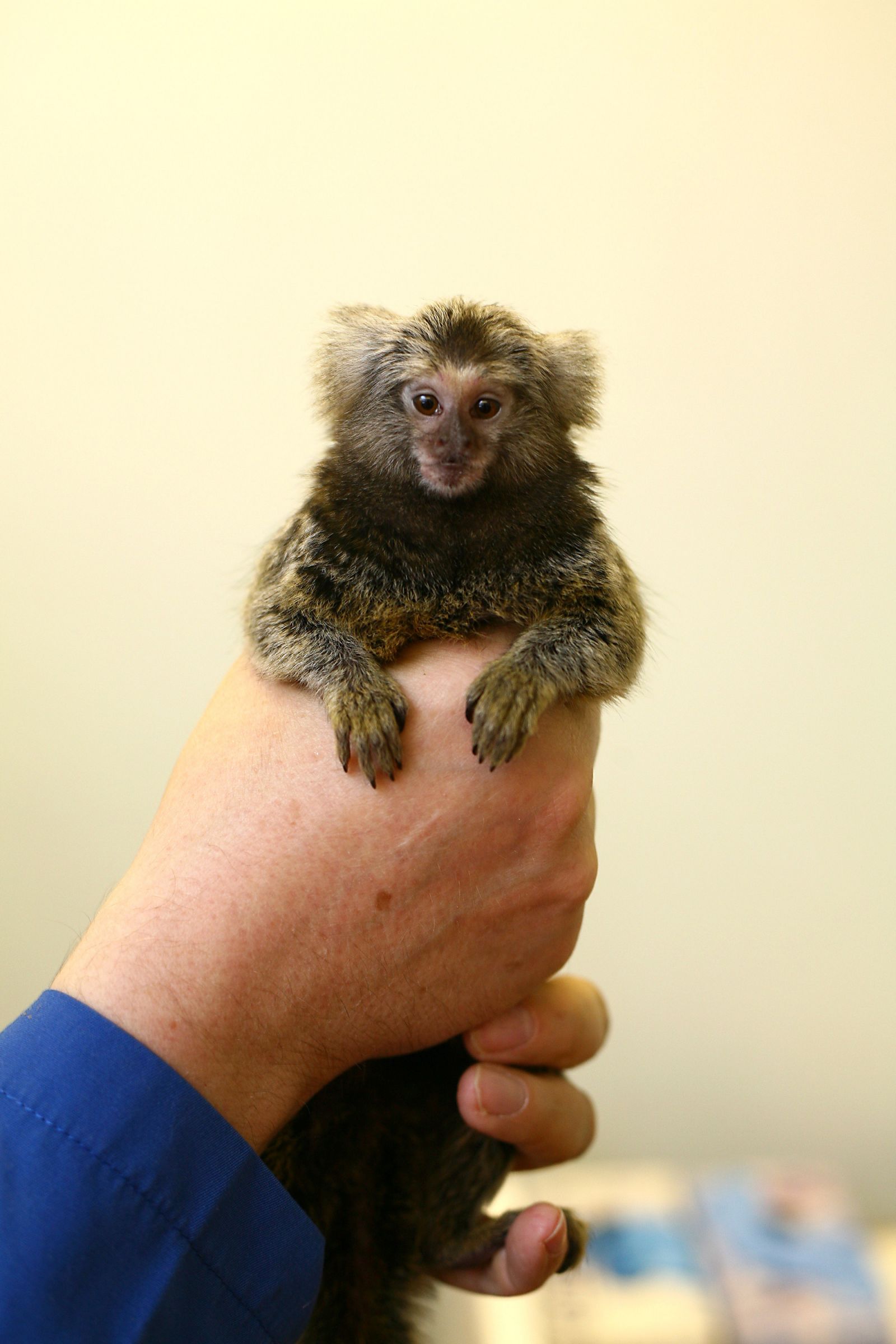 Technician holds marmoset