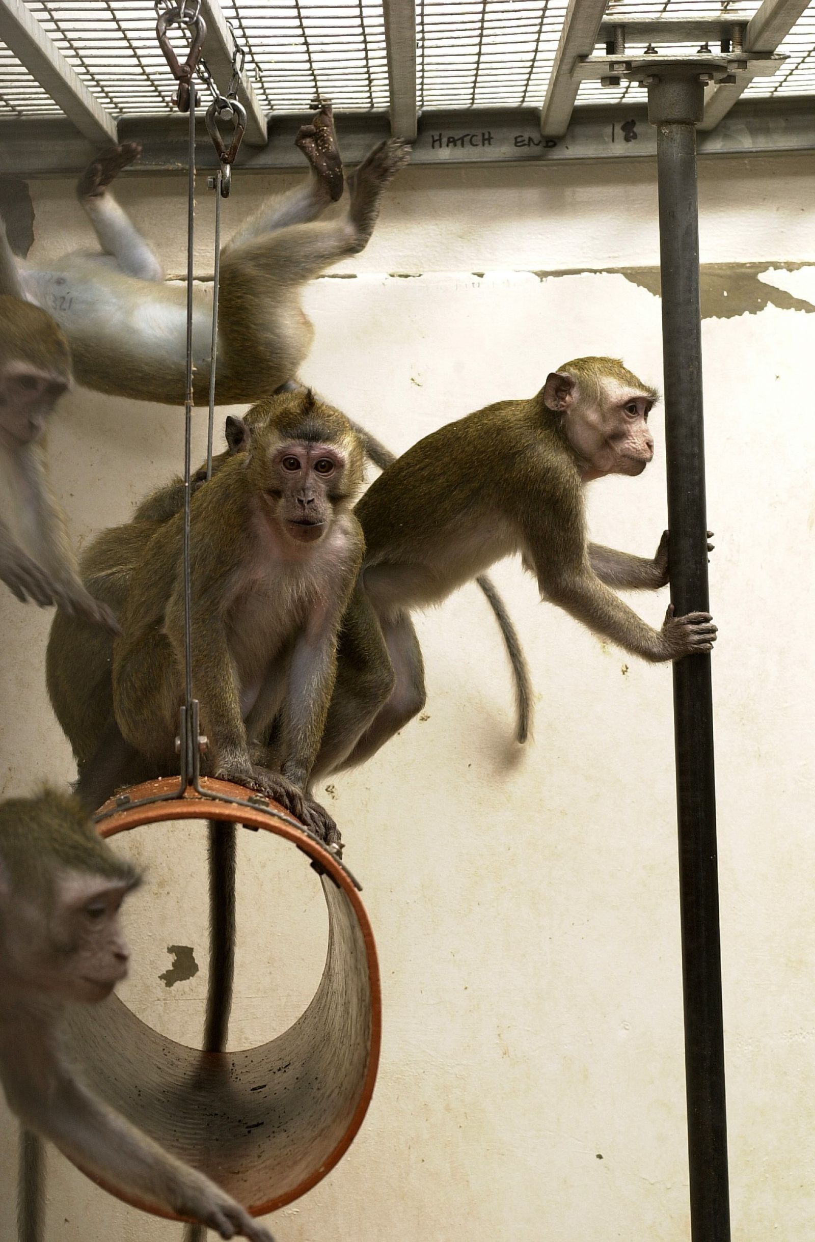 Macaques climb in cage