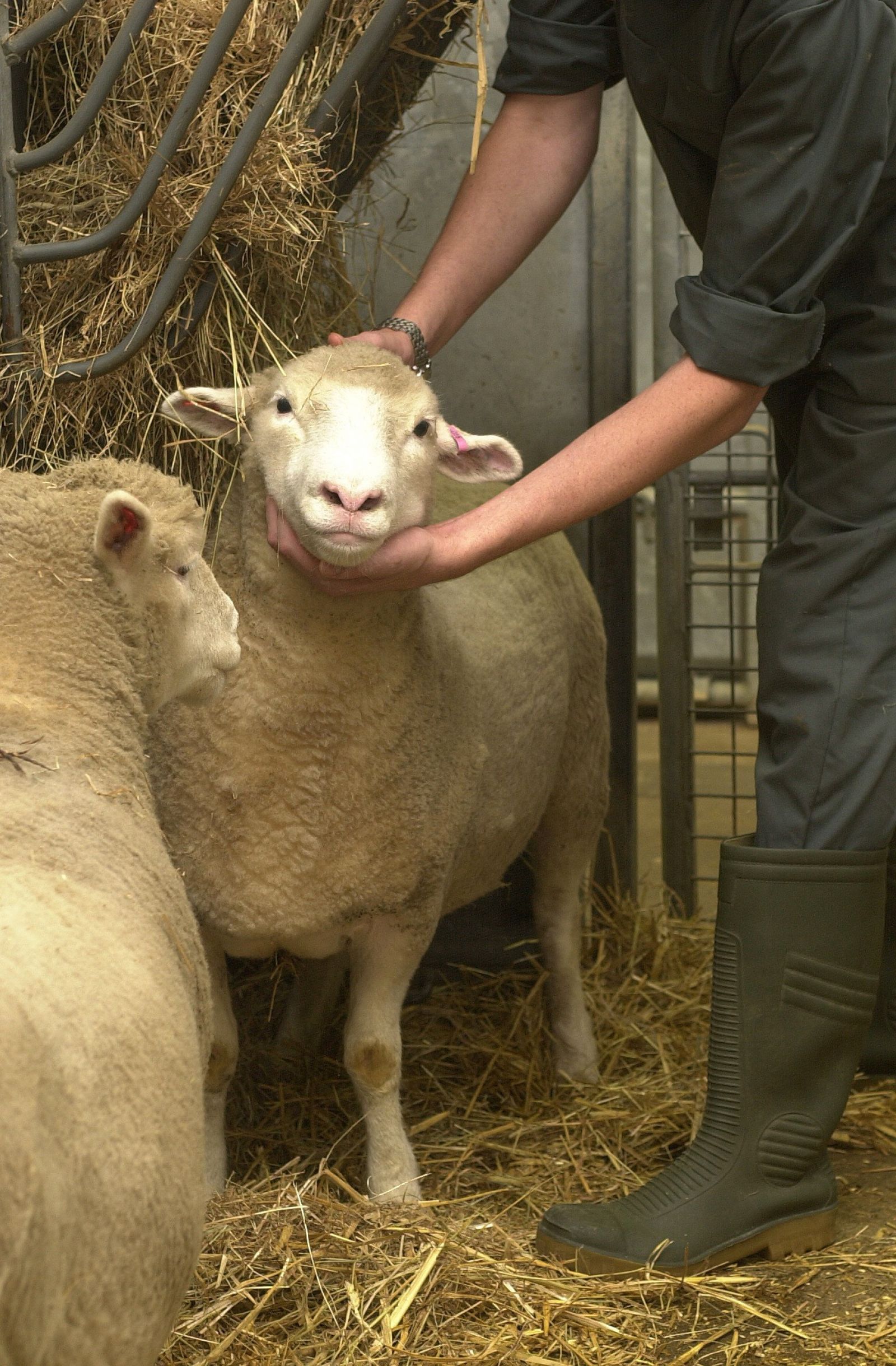 Technician examines sheep