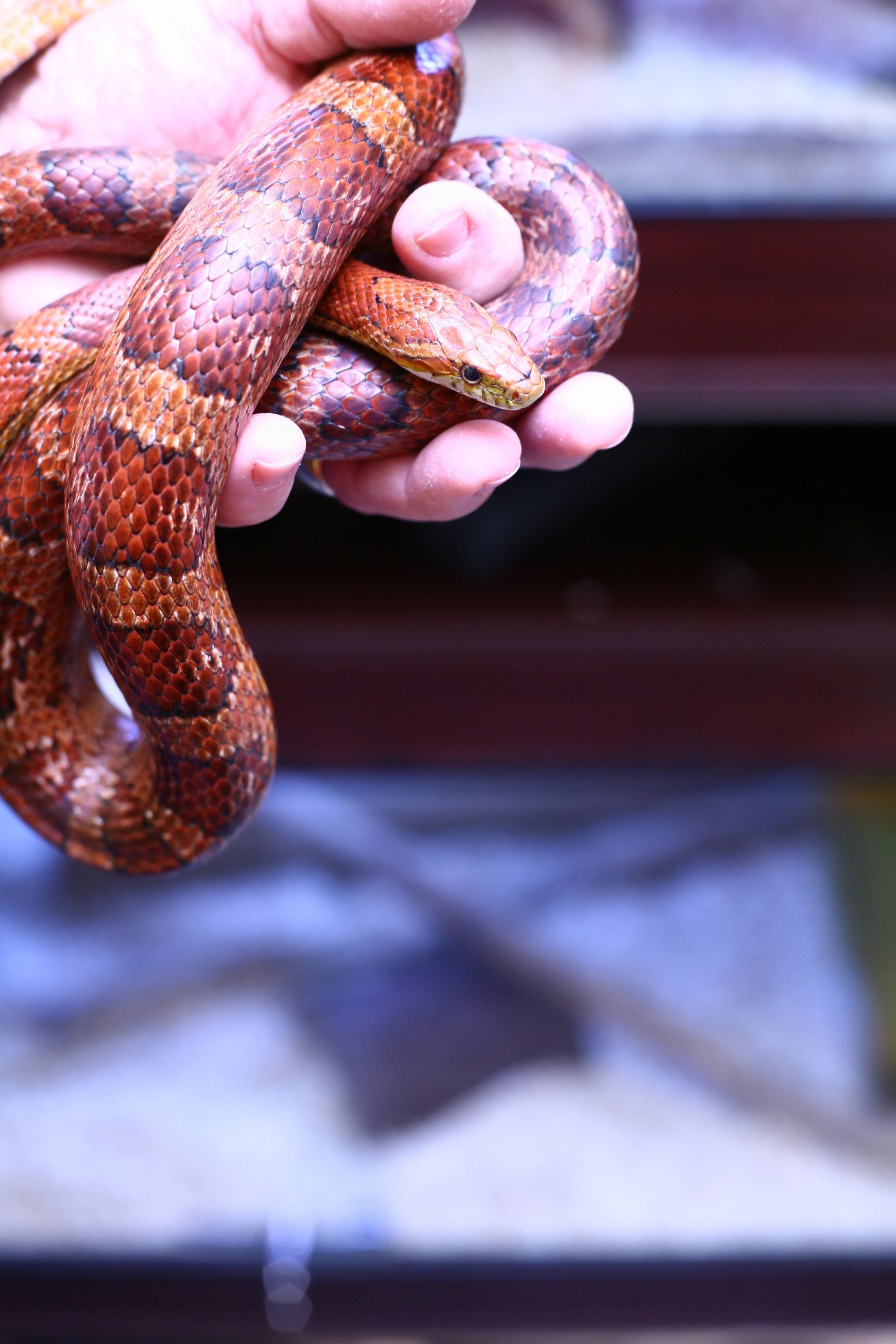 Snake in hand