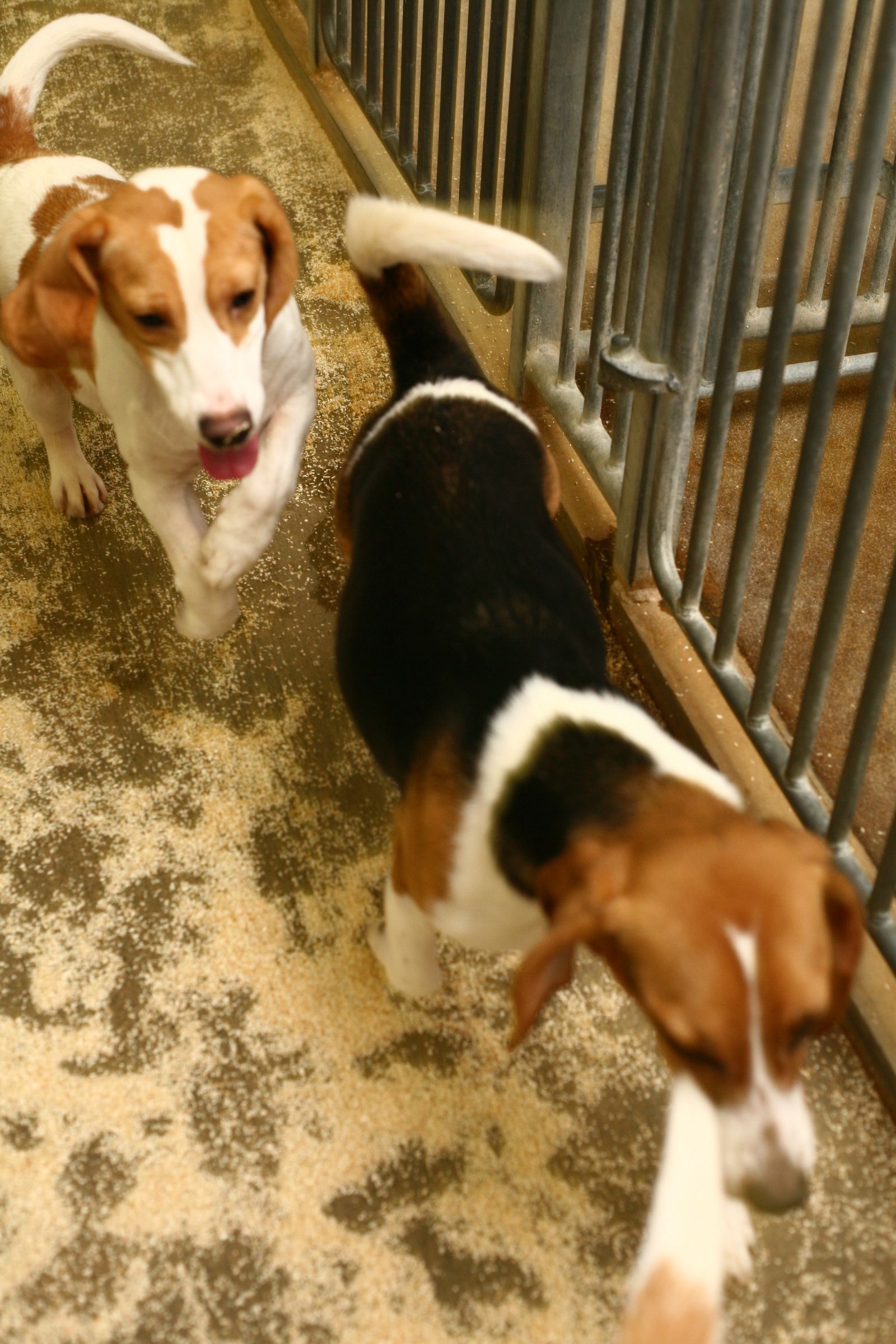 Two beagles running
