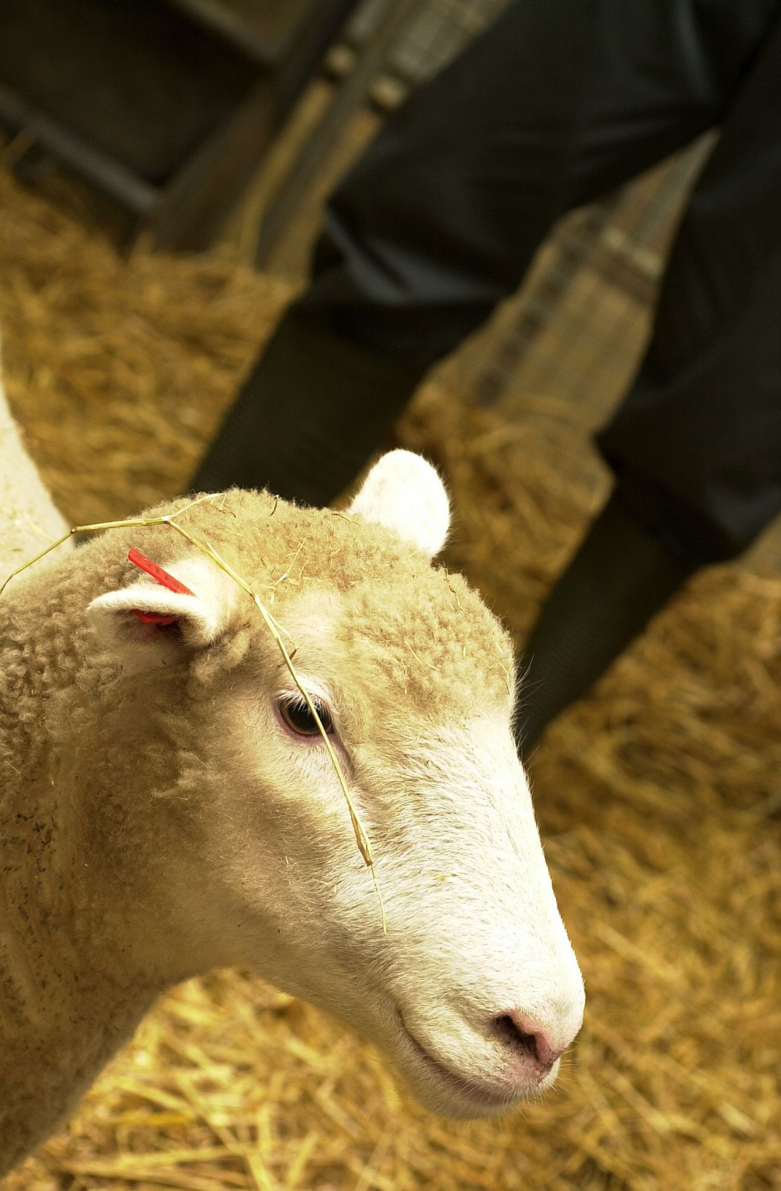 Sheep head shot