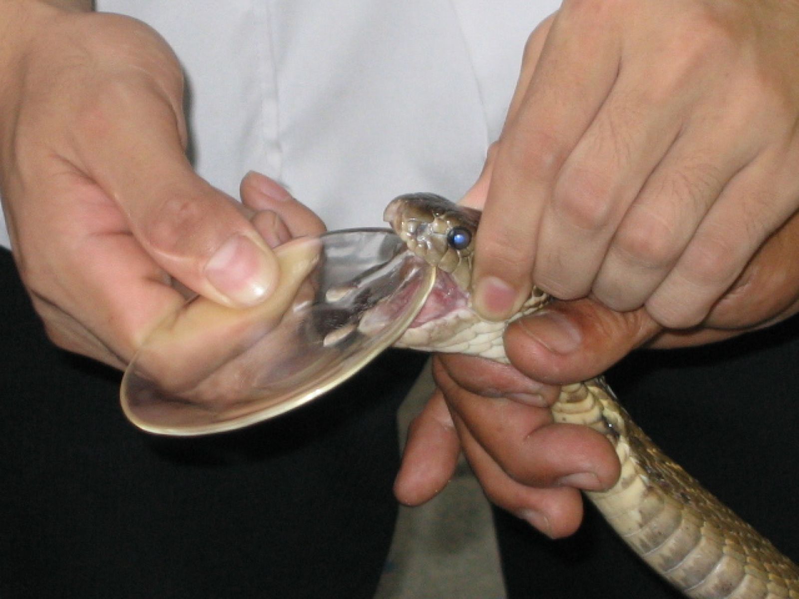 Milking snake venom