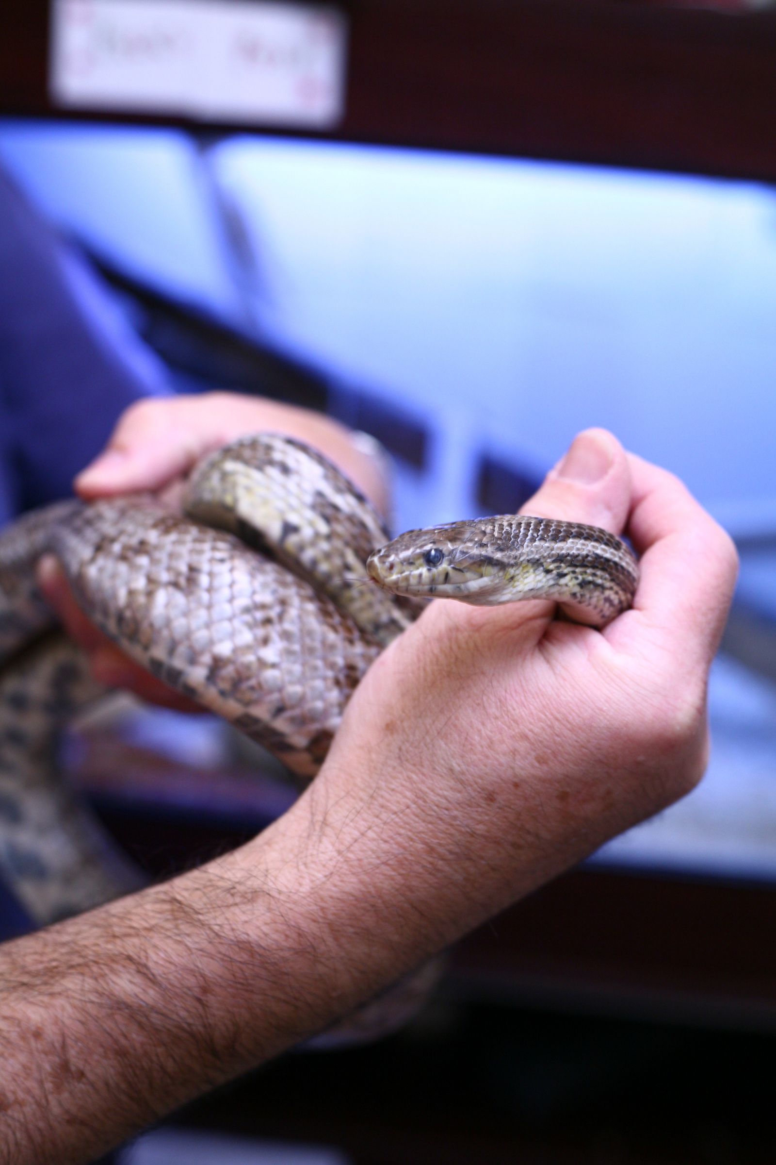 Coiled snake in hands