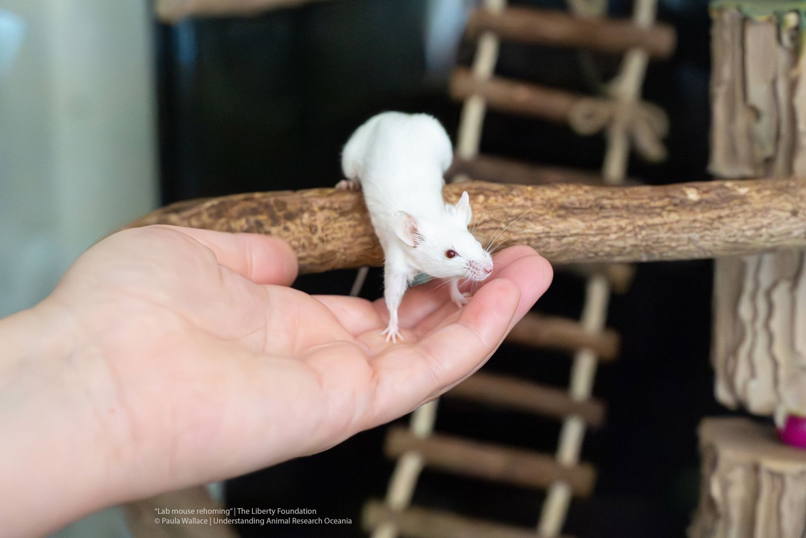 Lab Mouse Rehoming