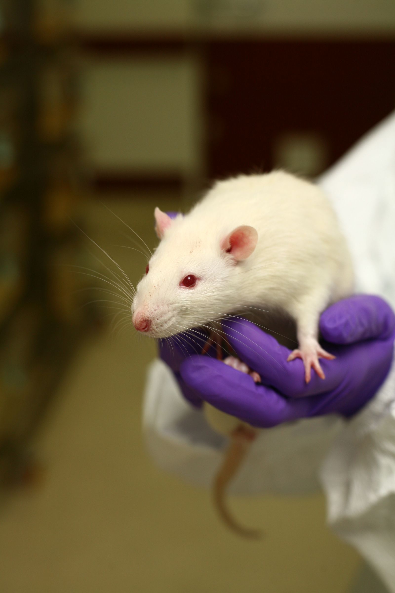 White rat on hand 5