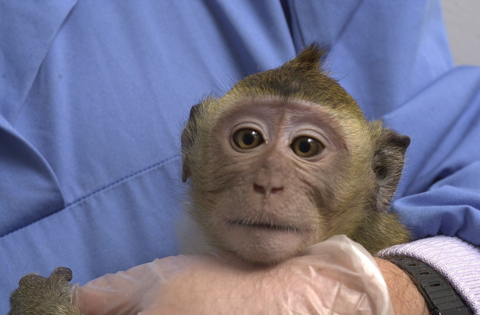 Baby rhesus macaque