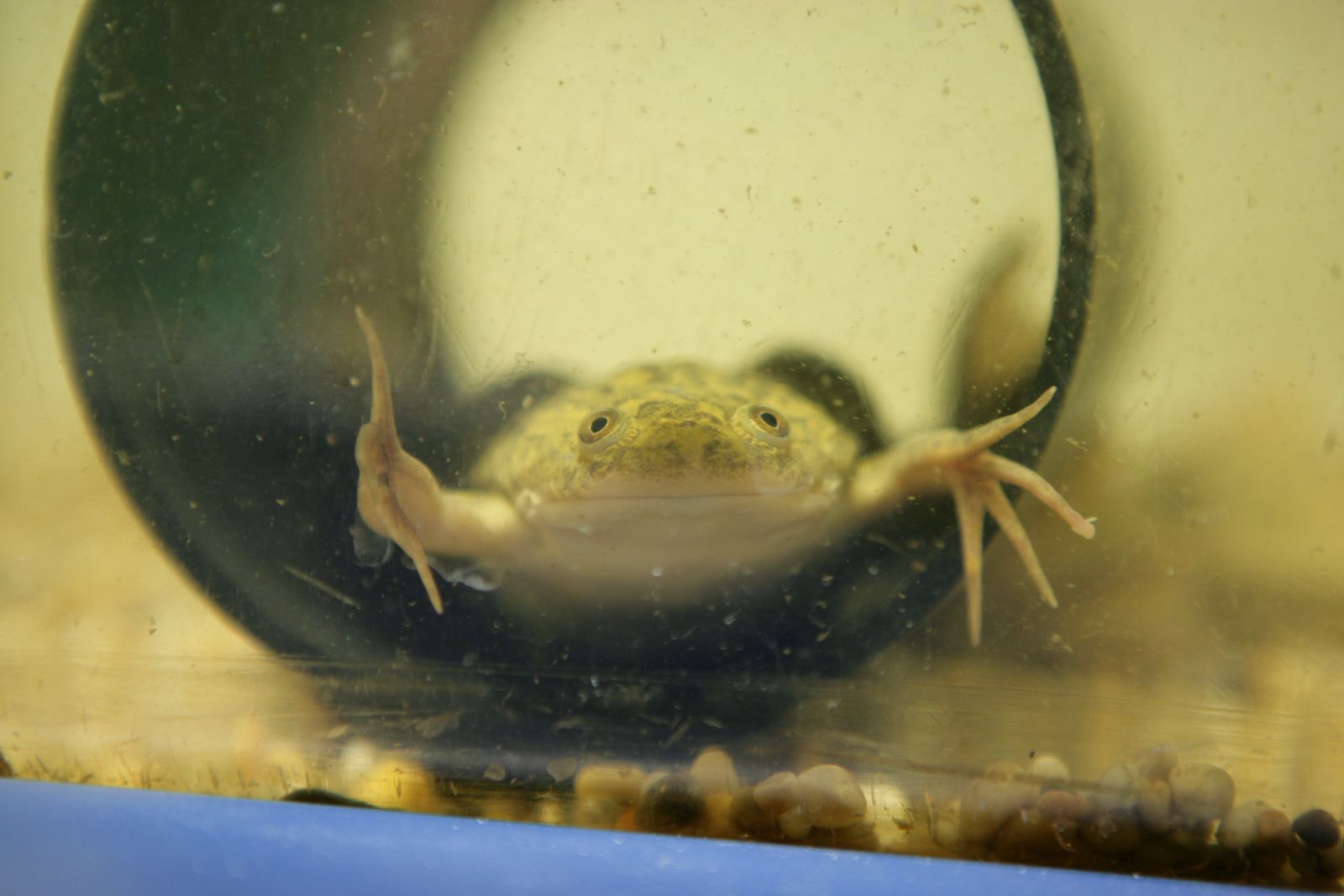 Xenopus toad