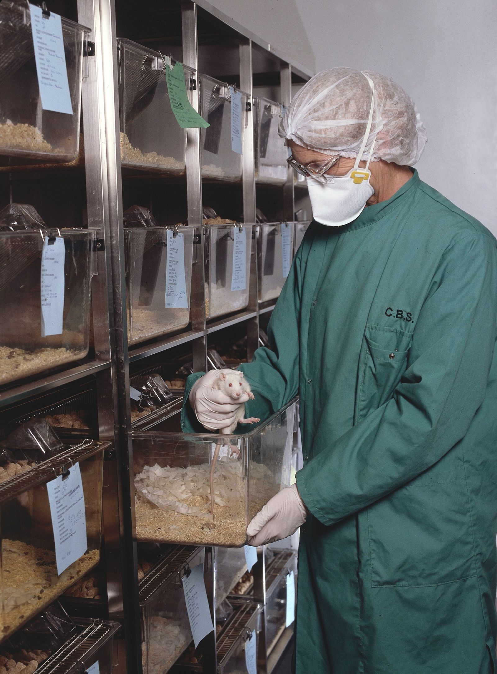 Technician holds rat above cage