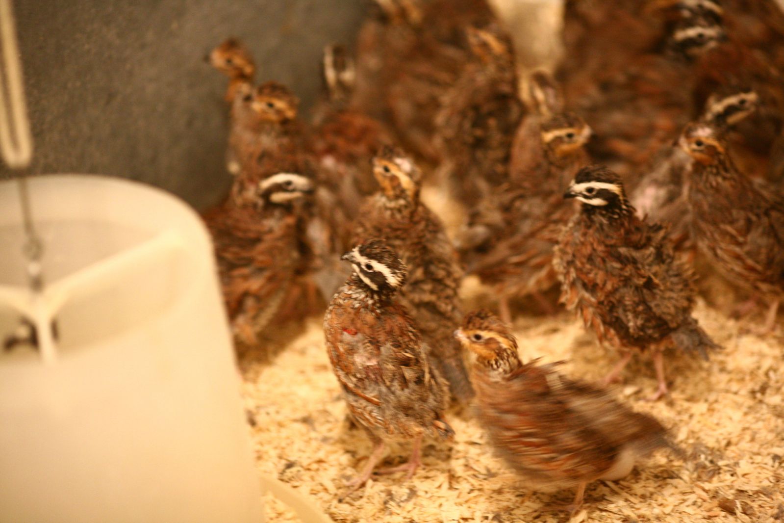 Quails in cage