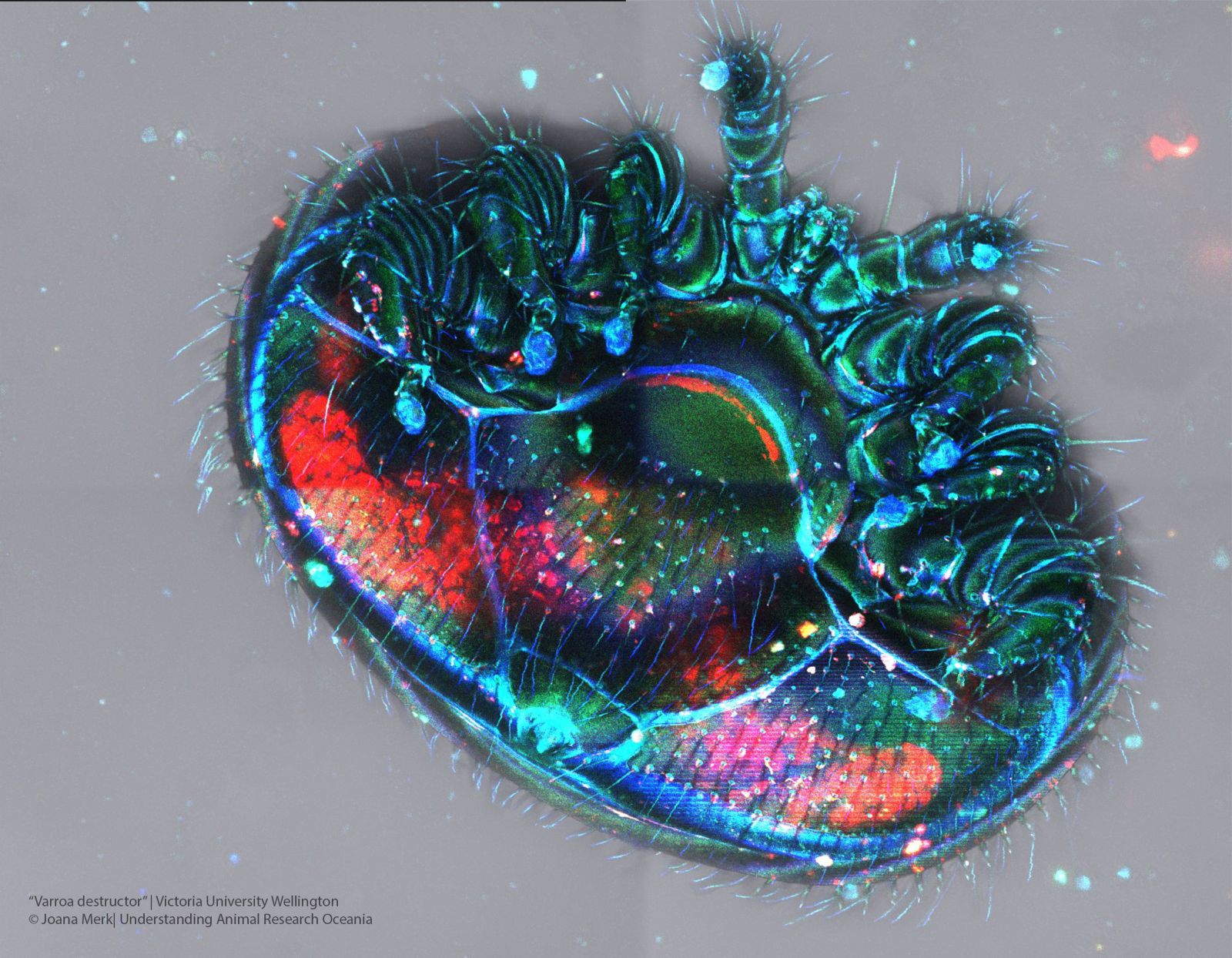 Varroa destructor