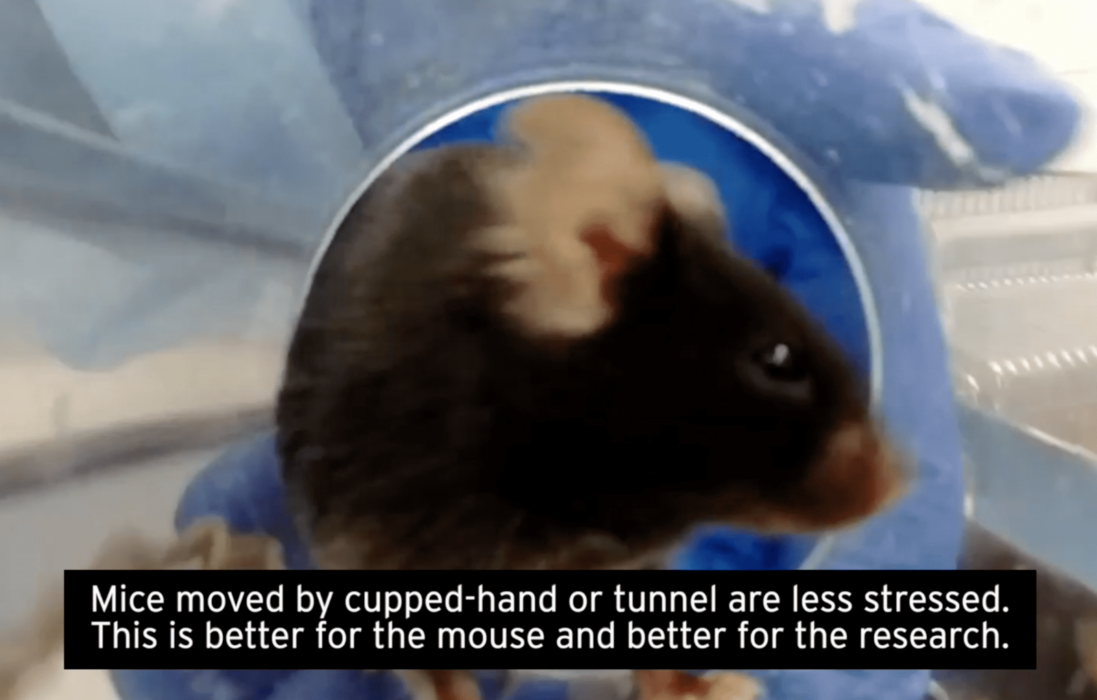 Black mouse in tube