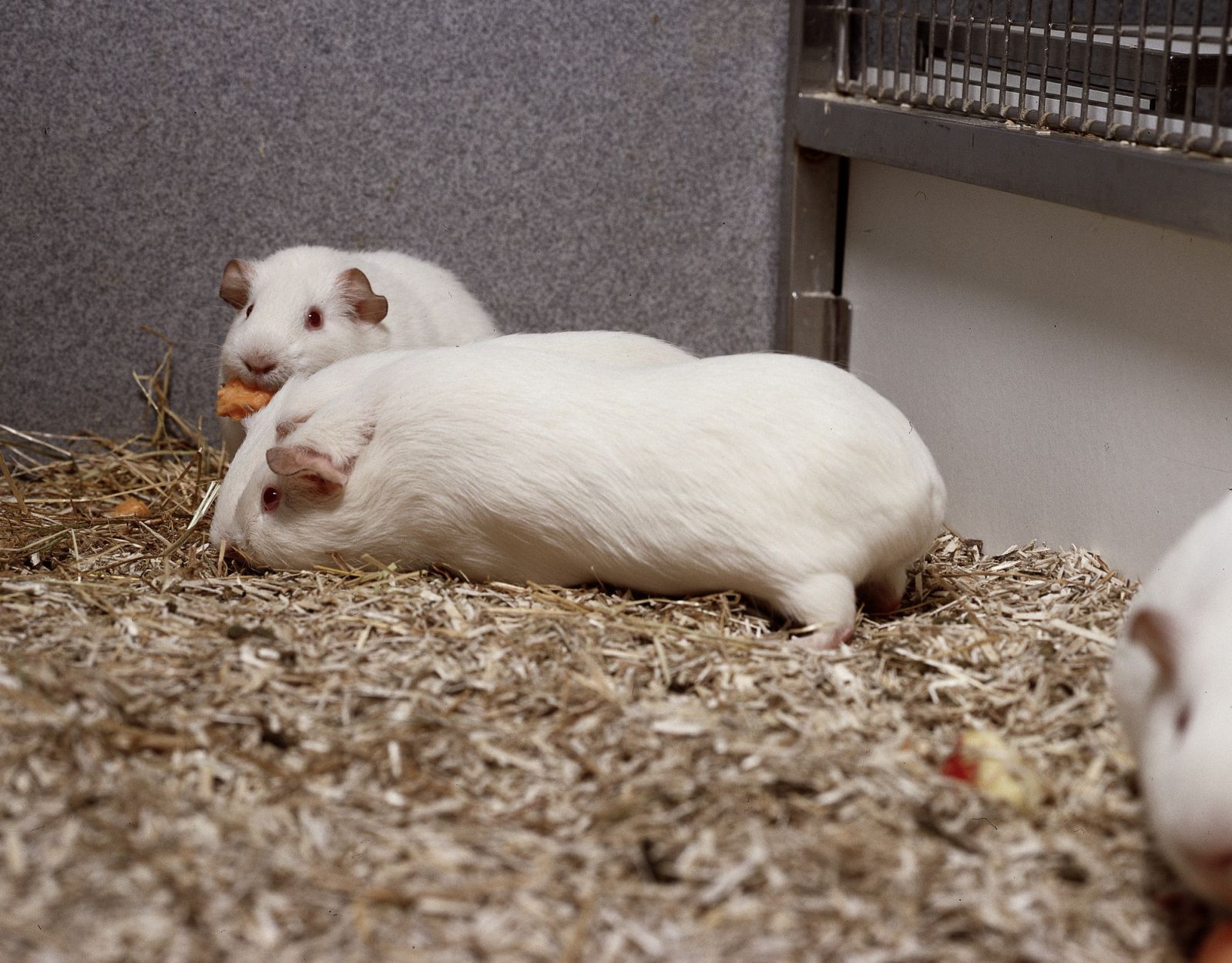 Guinea pigs