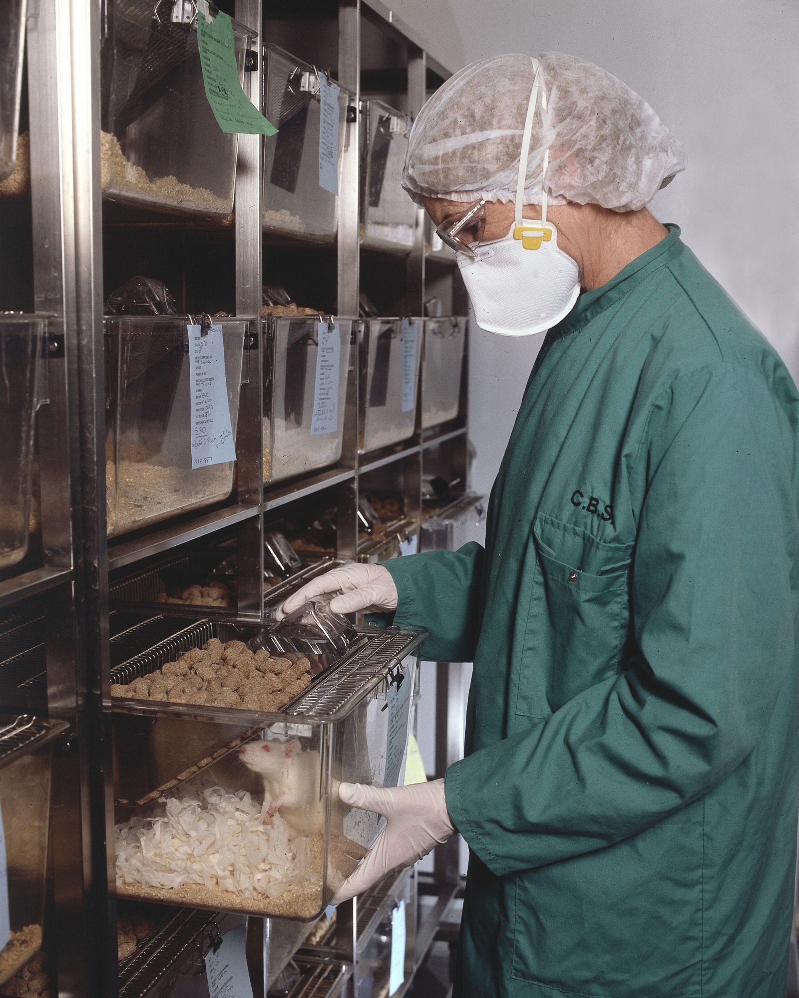 Technician checks white rats