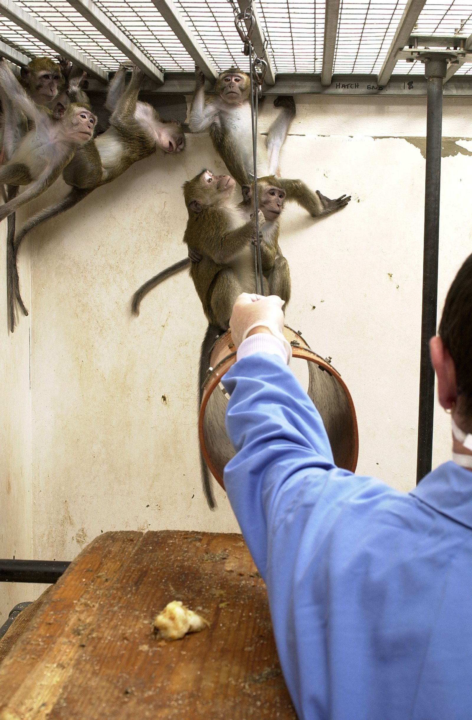 Technician offers food to macaque