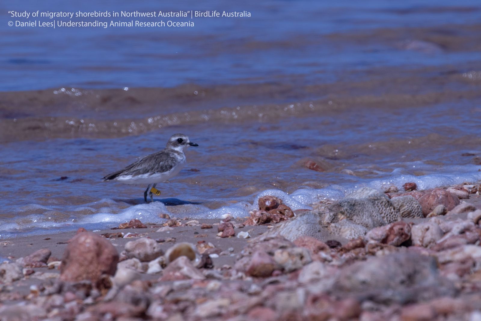Study of Migratory Shorebirds in Northwest Australia