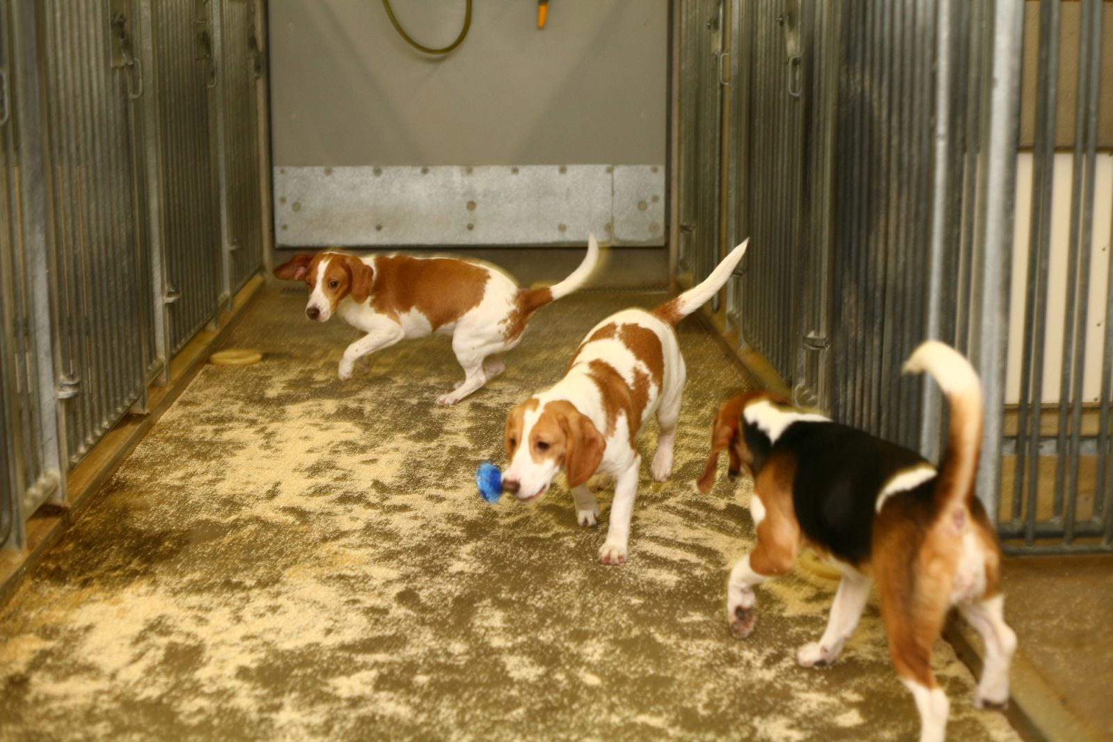Three beagles playing