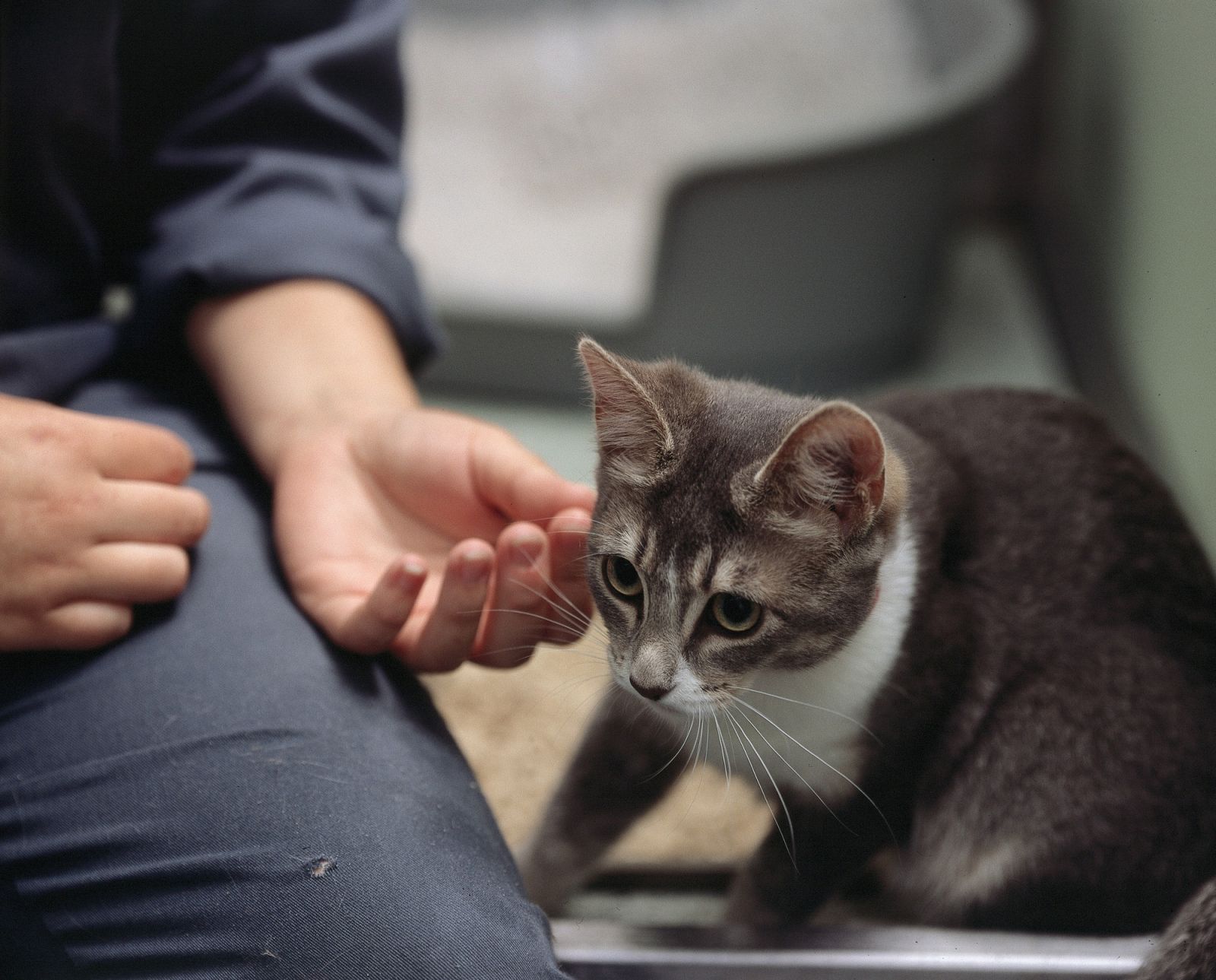 Cat looking down