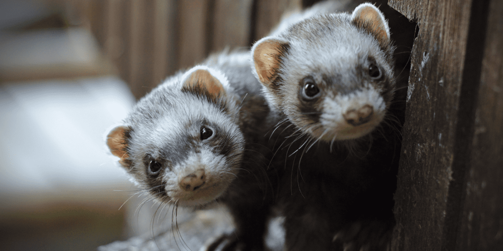 Ferrets