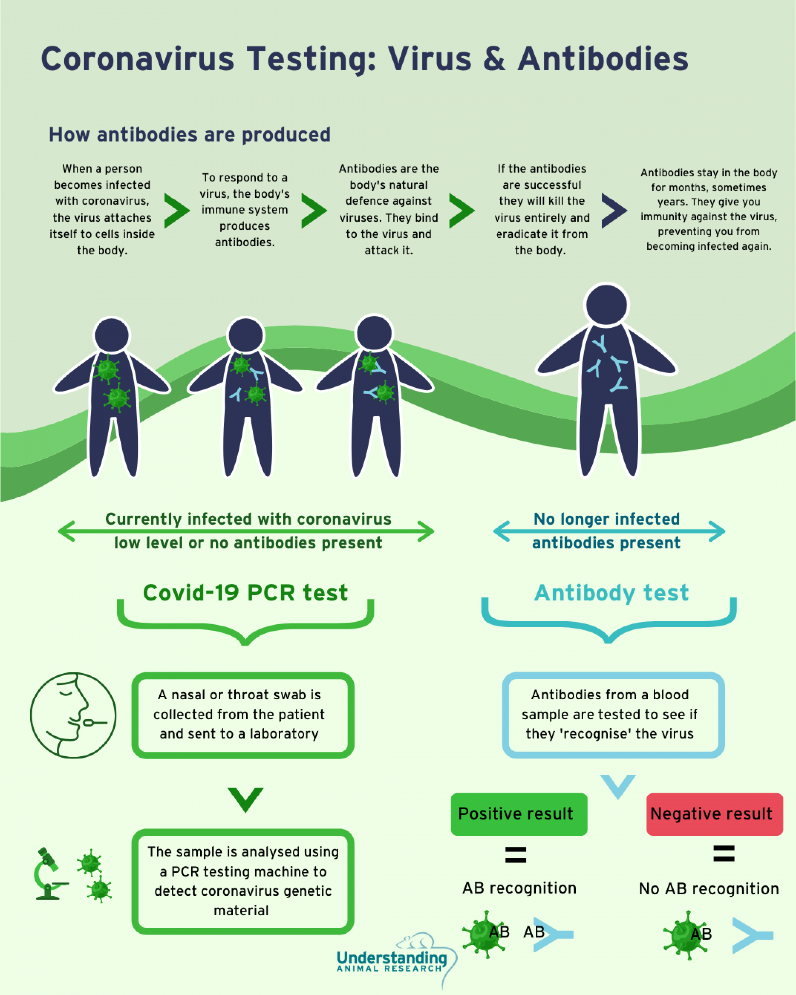 COVID antibody testing