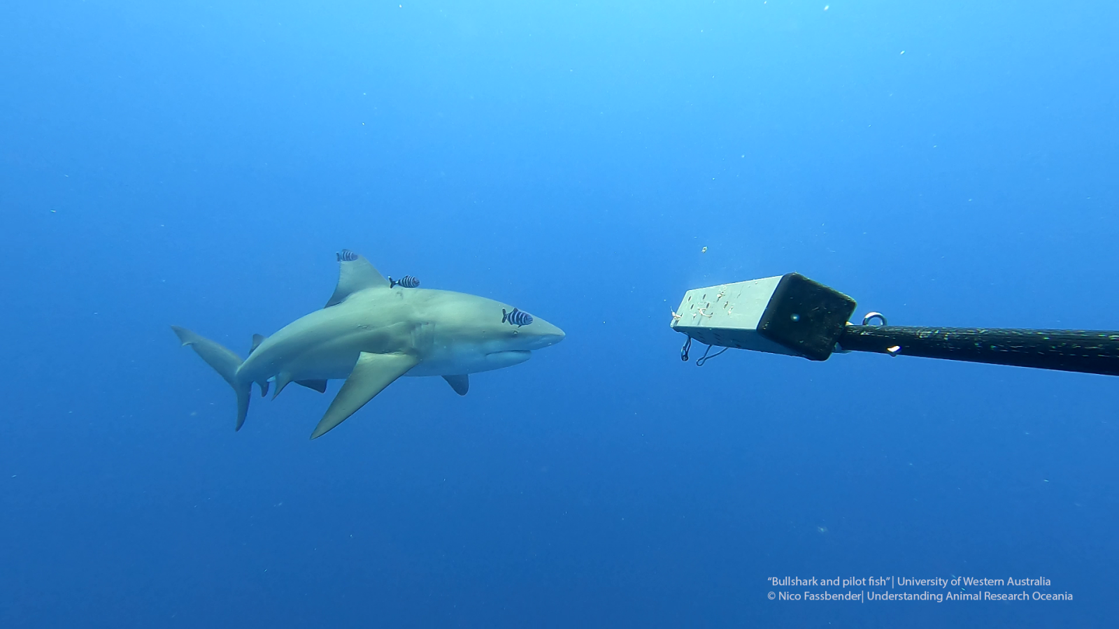Bull Shark and Pilot Fish