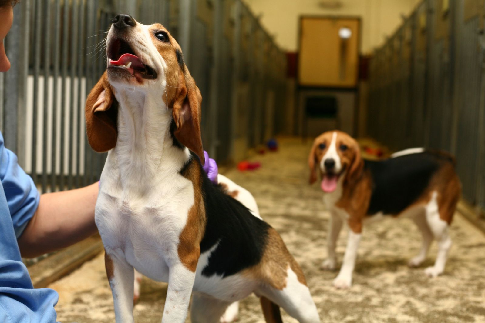 Panting beagle