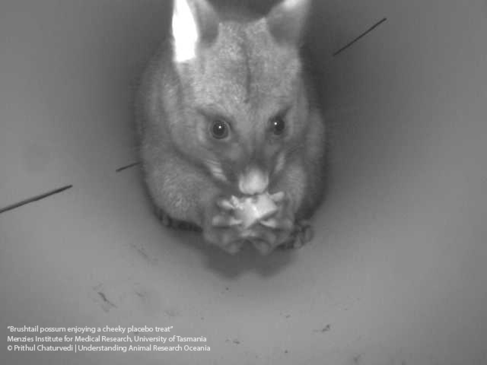 Brushtail Possum Enjoying a Cheeky Placebo Treat