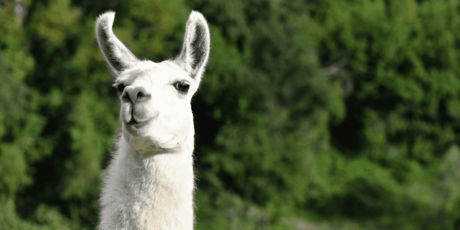 Llama